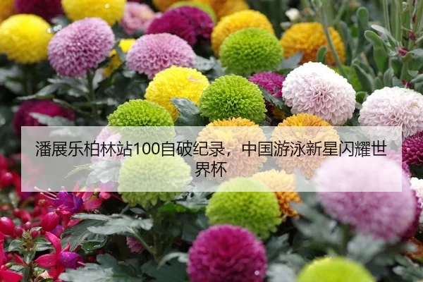 潘展乐柏林站100自破纪录，中国游泳新星闪耀世界杯
