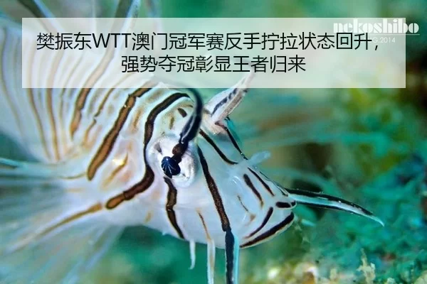 樊振东WTT澳门冠军赛反手拧拉状态回升，强势夺冠彰显王者归来